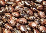 Castor Bean Seed